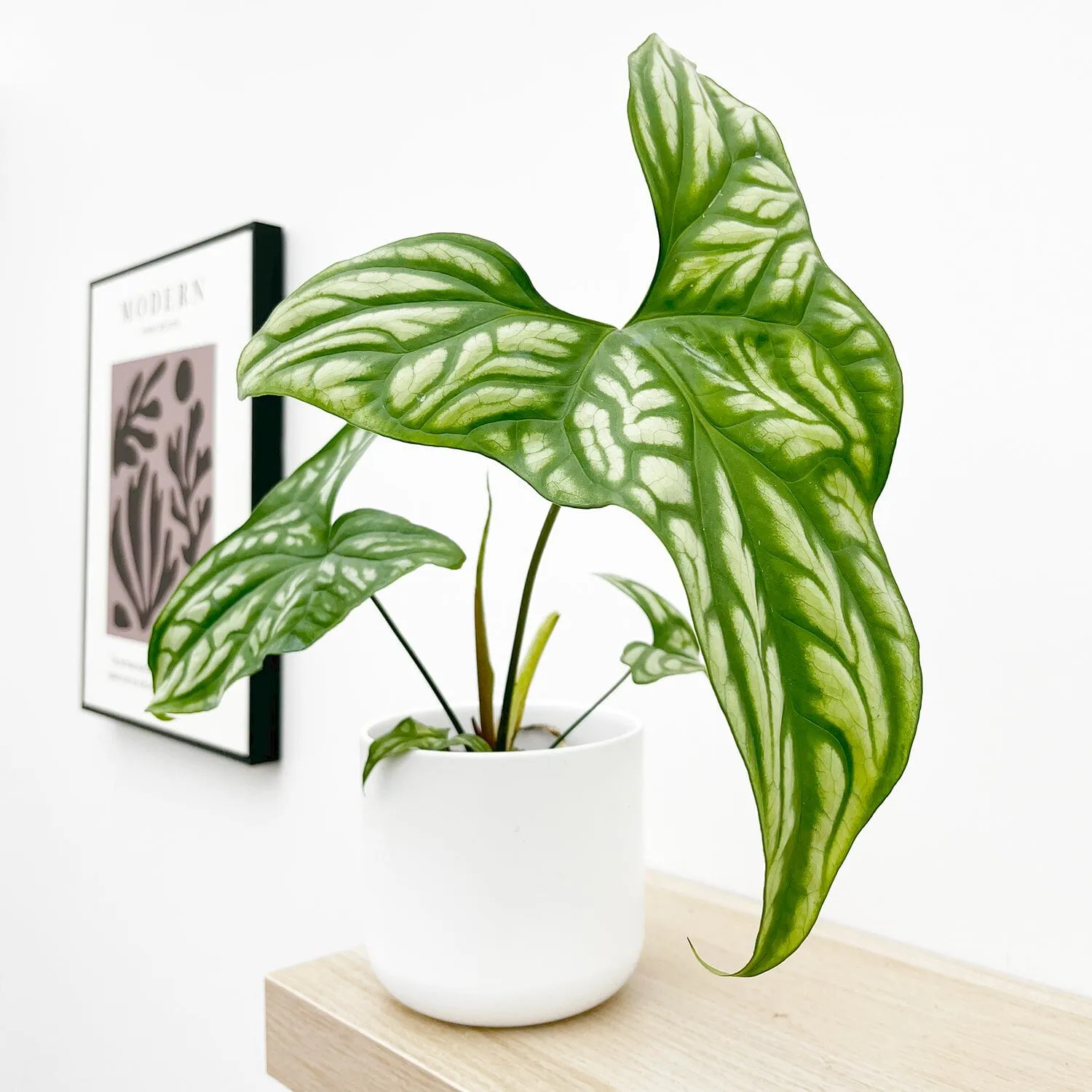 15 - 30cm Cercestis Mirabilis 10.5cm Pot House Plant