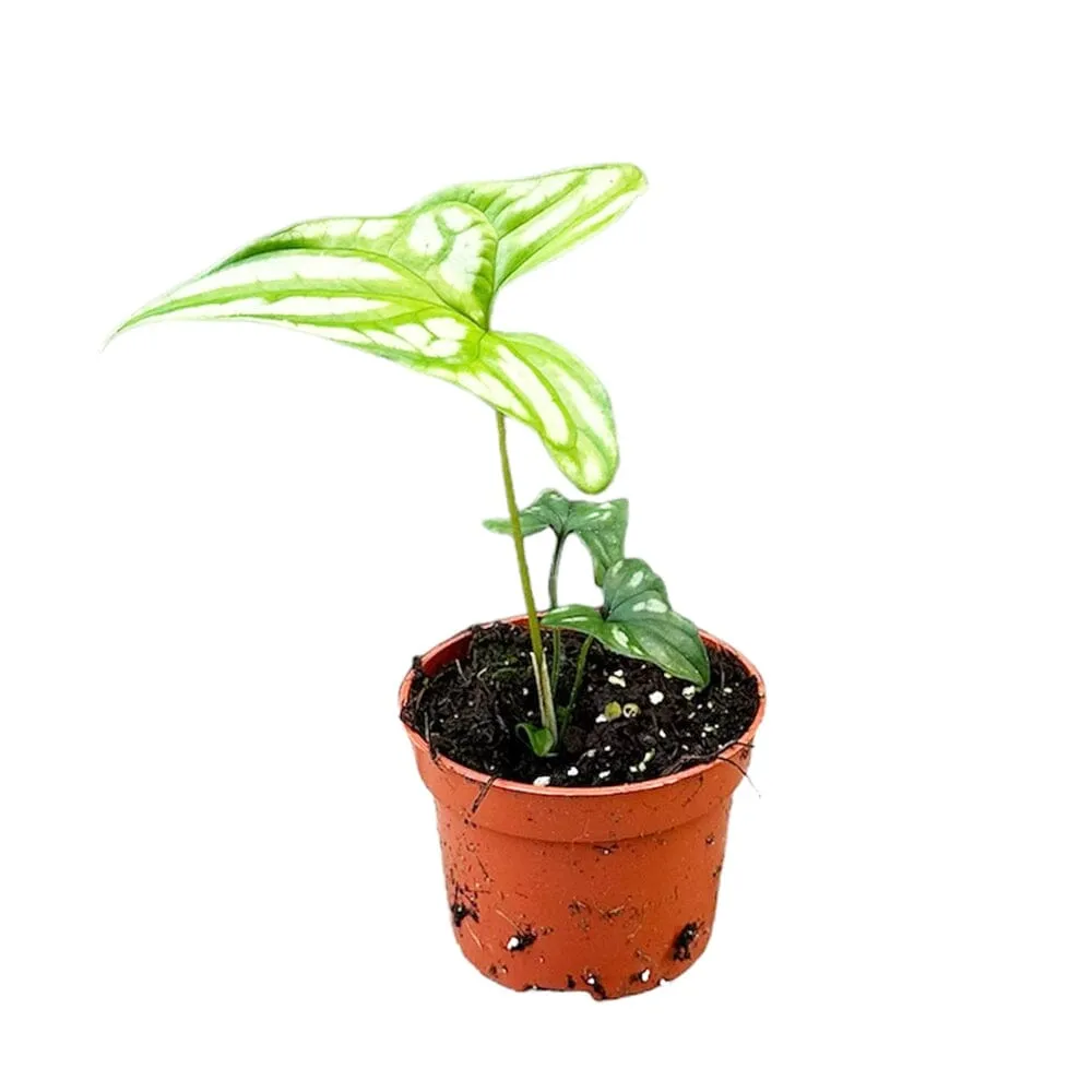 15 - 30cm Cercestis Mirabilis 10.5cm Pot House Plant