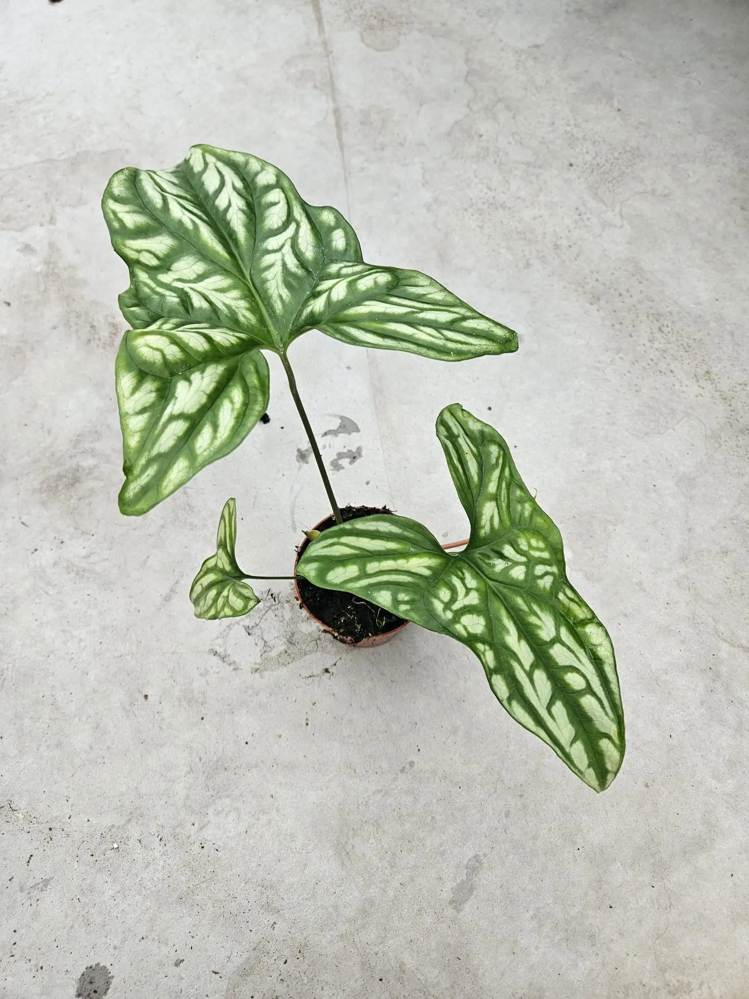 15 - 30cm Cercestis Mirabilis 10.5cm Pot House Plant