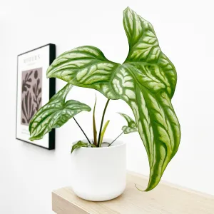 15 - 30cm Cercestis Mirabilis 10.5cm Pot House Plant