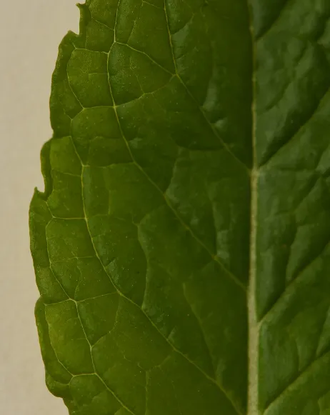 Ayu Sage Scented Oil