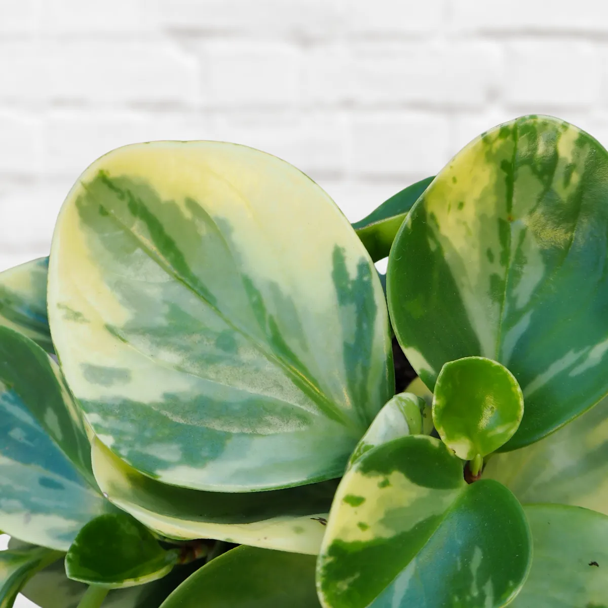 Baby Rubber Plant - Marble