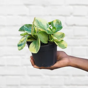 Baby Rubber Plant - Marble