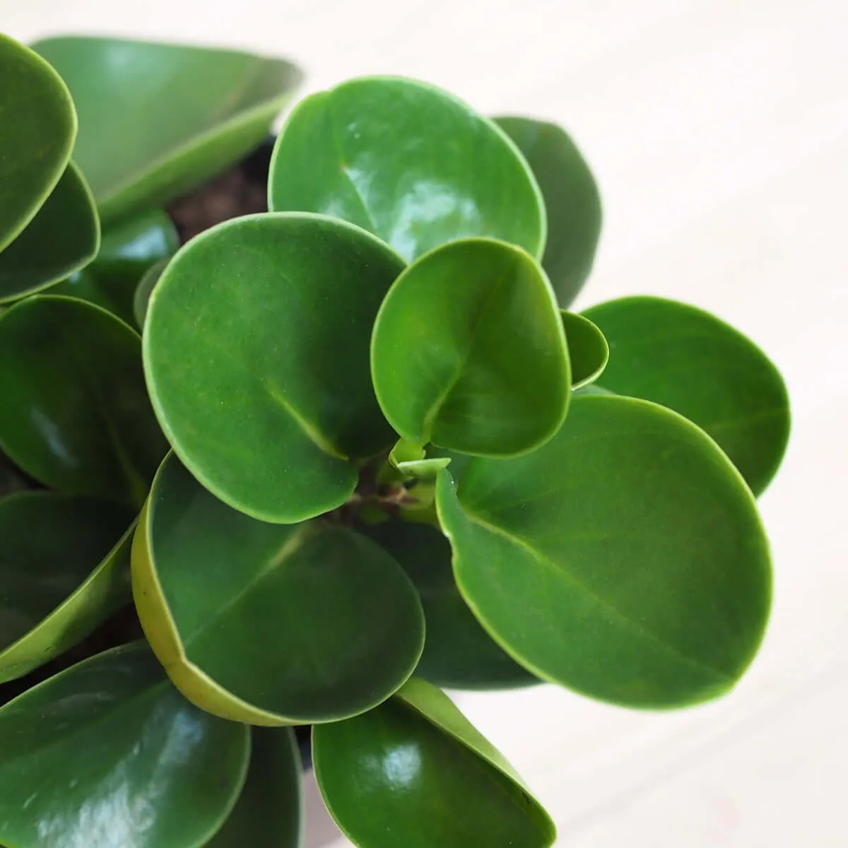 Baby Rubber Plant