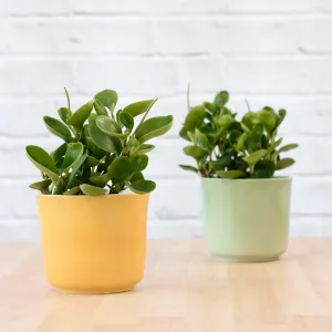 Baby Rubber Plant