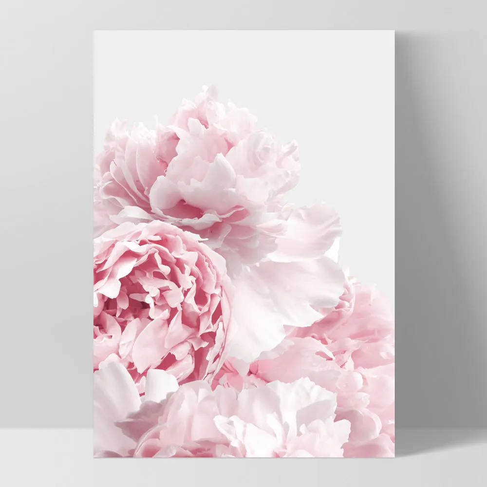 Blush Peonies - Art Print