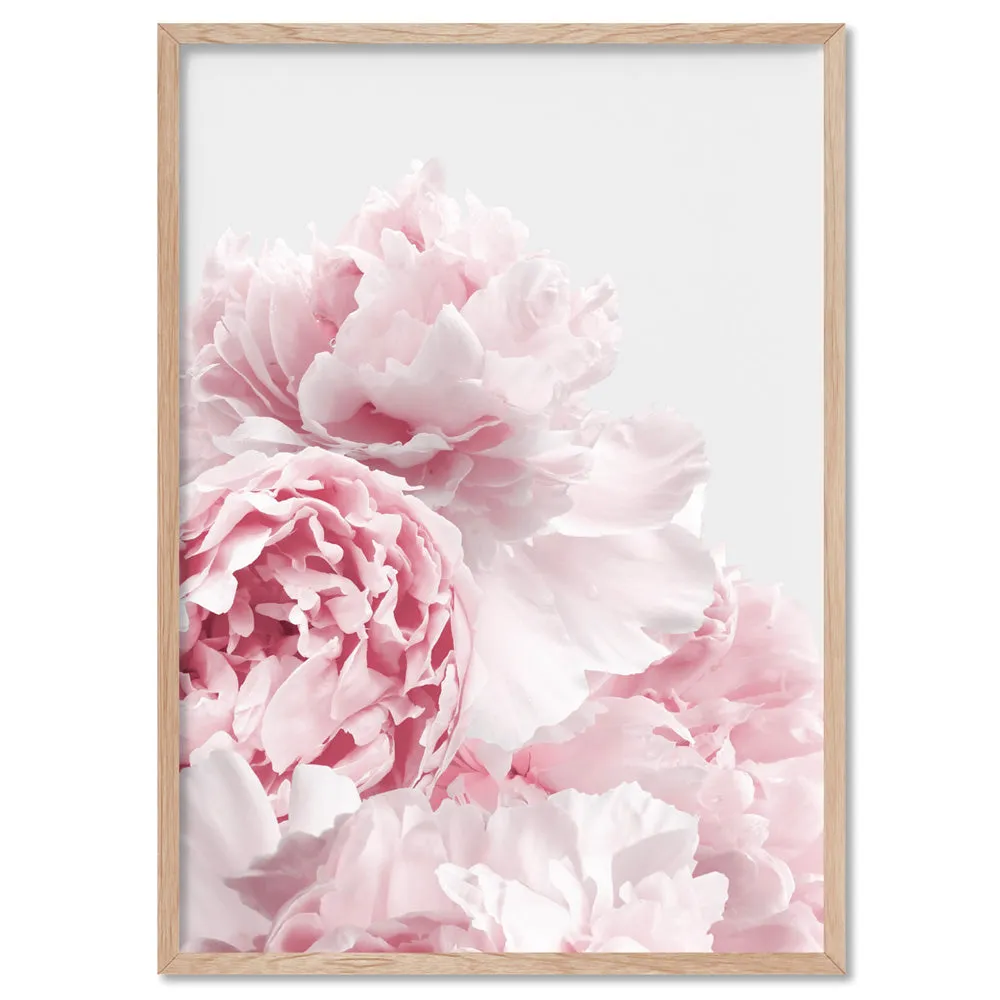 Blush Peonies - Art Print