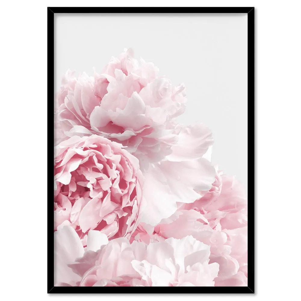 Blush Peonies - Art Print