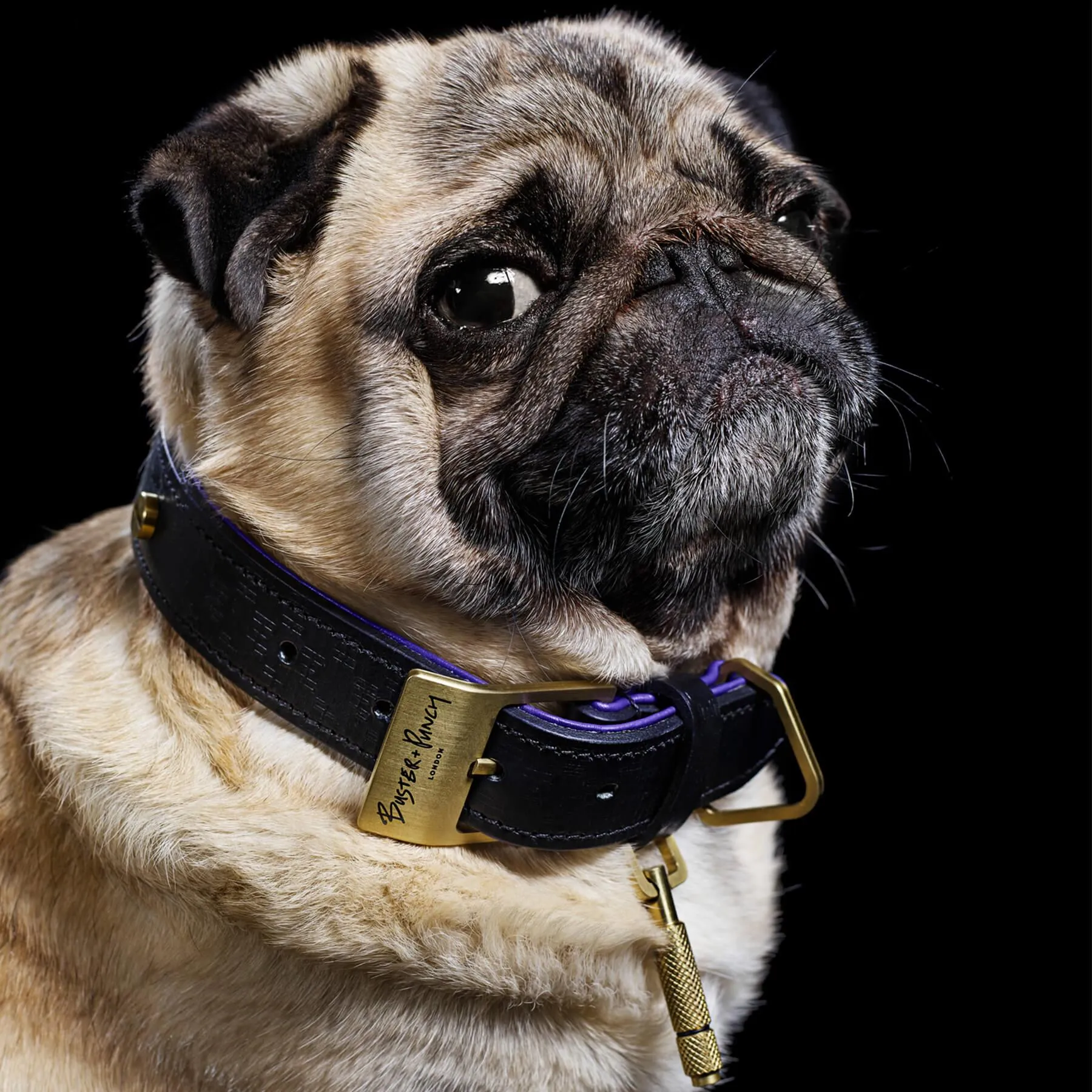 Buster   Punch Dog Collar