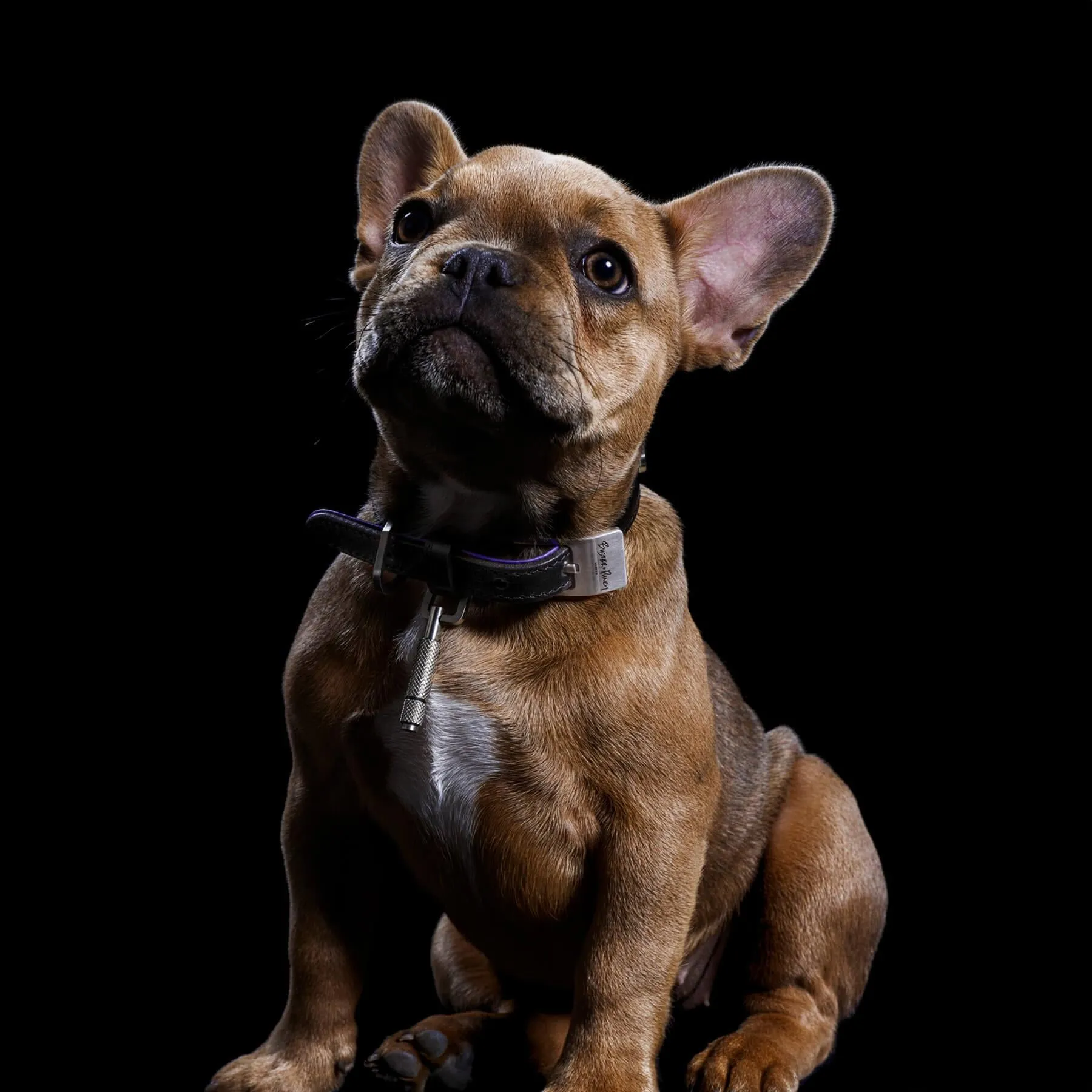 Buster   Punch Dog Collar