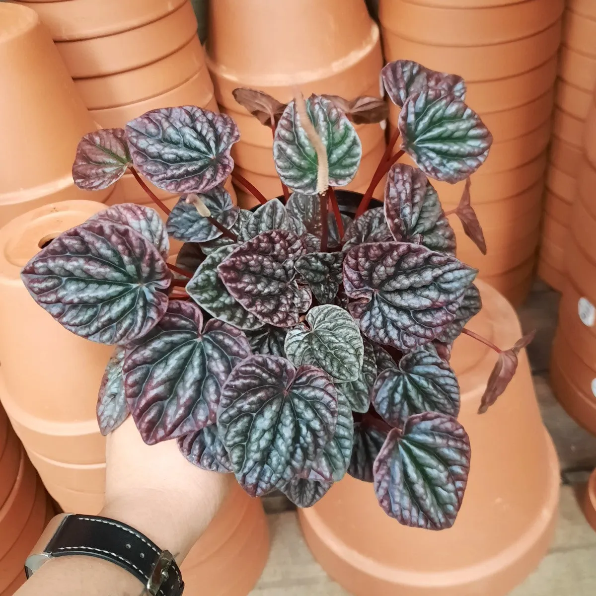 Emerald Ripple Peperomia