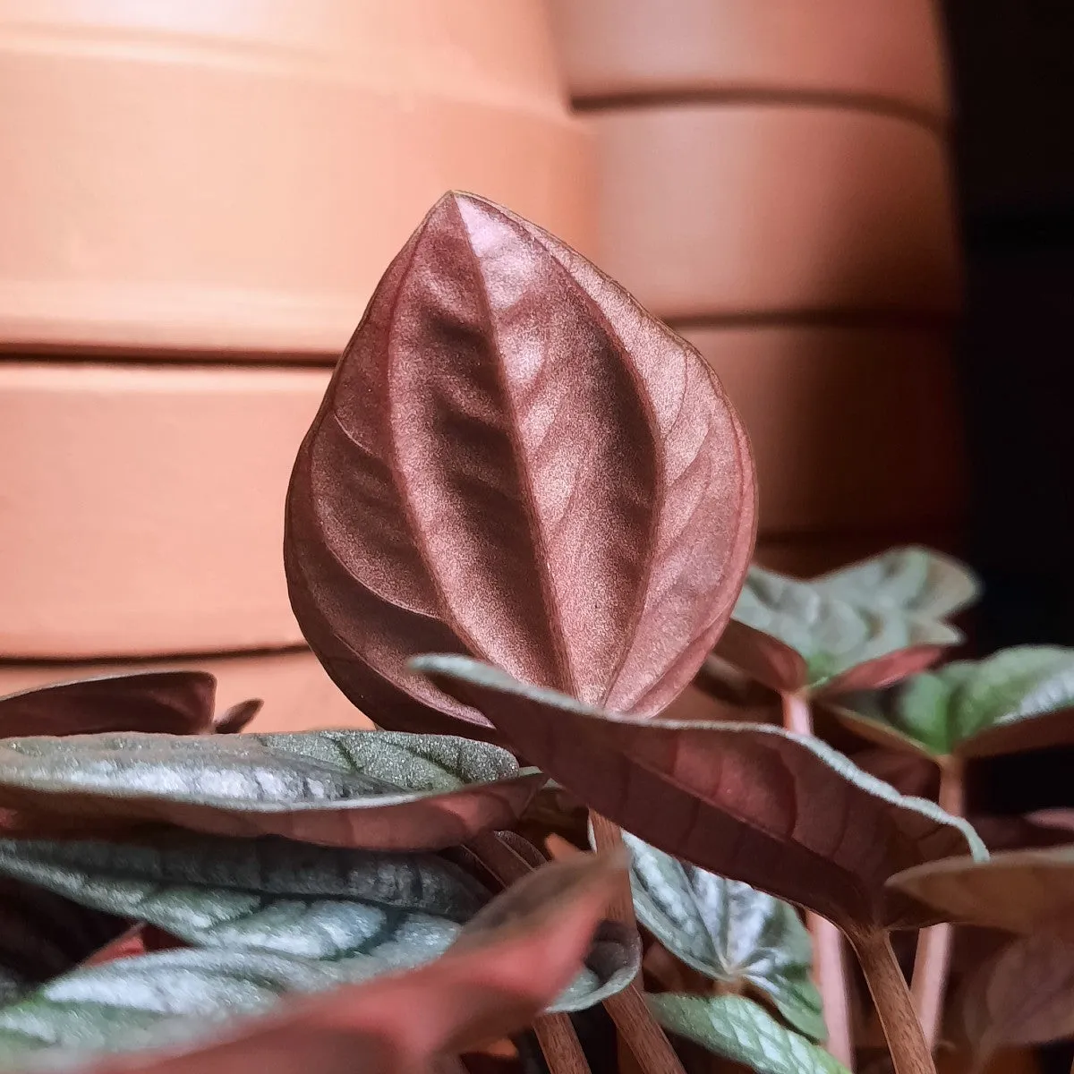 Emerald Ripple Peperomia