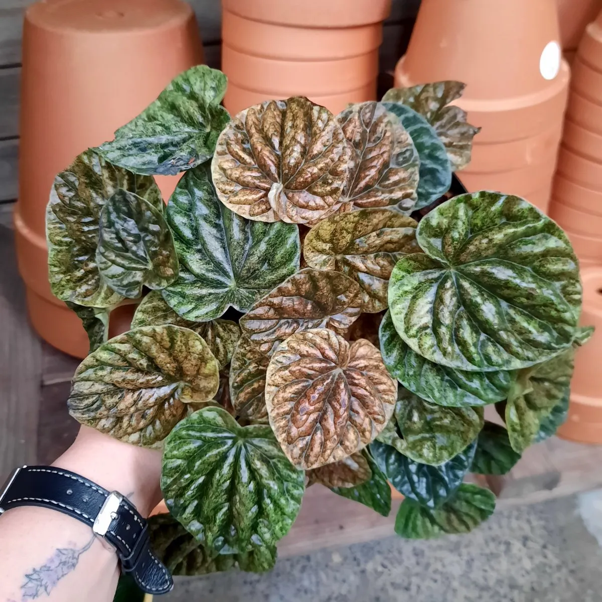 Emerald Ripple Peperomia