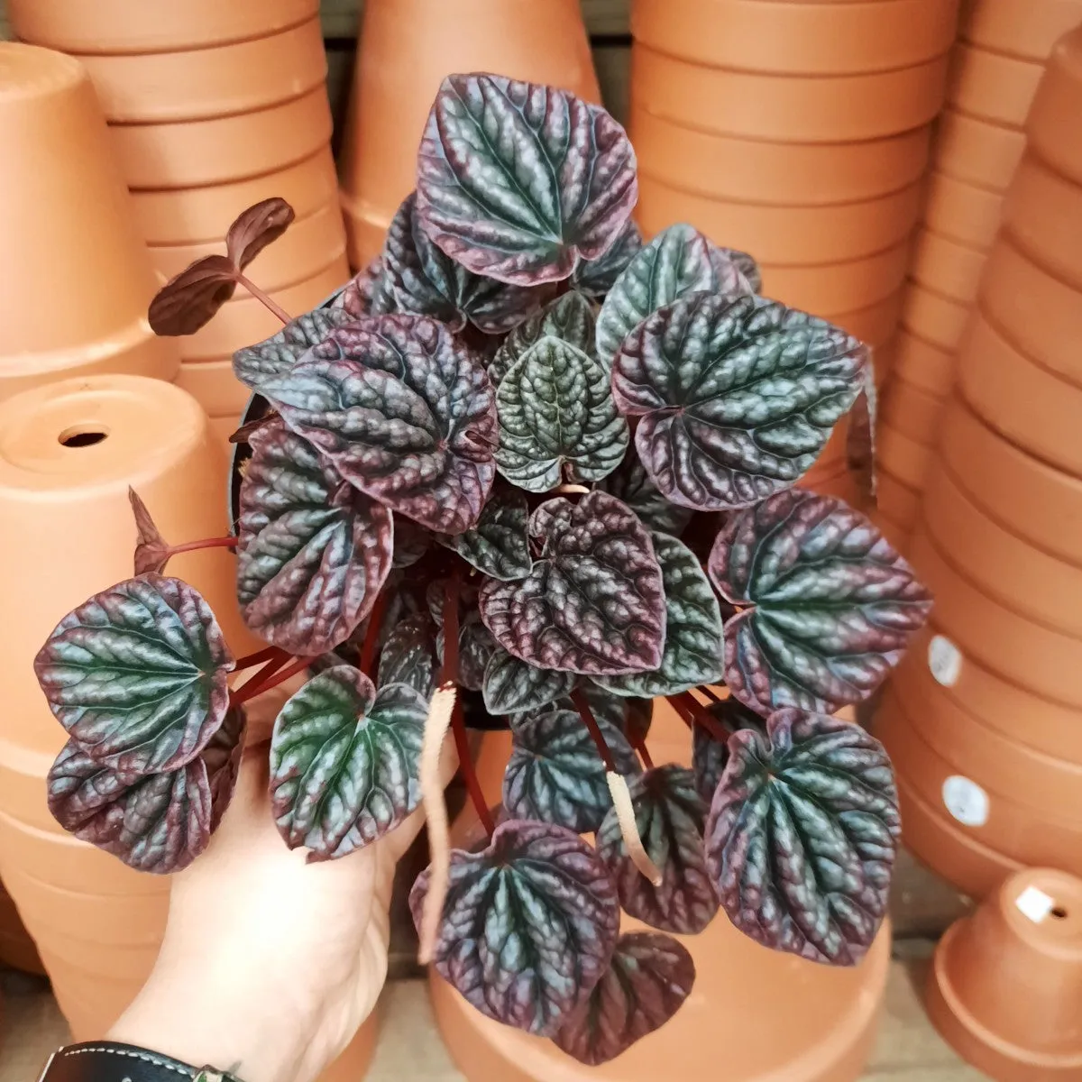 Emerald Ripple Peperomia