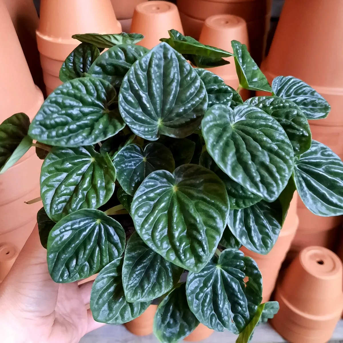 Emerald Ripple Peperomia