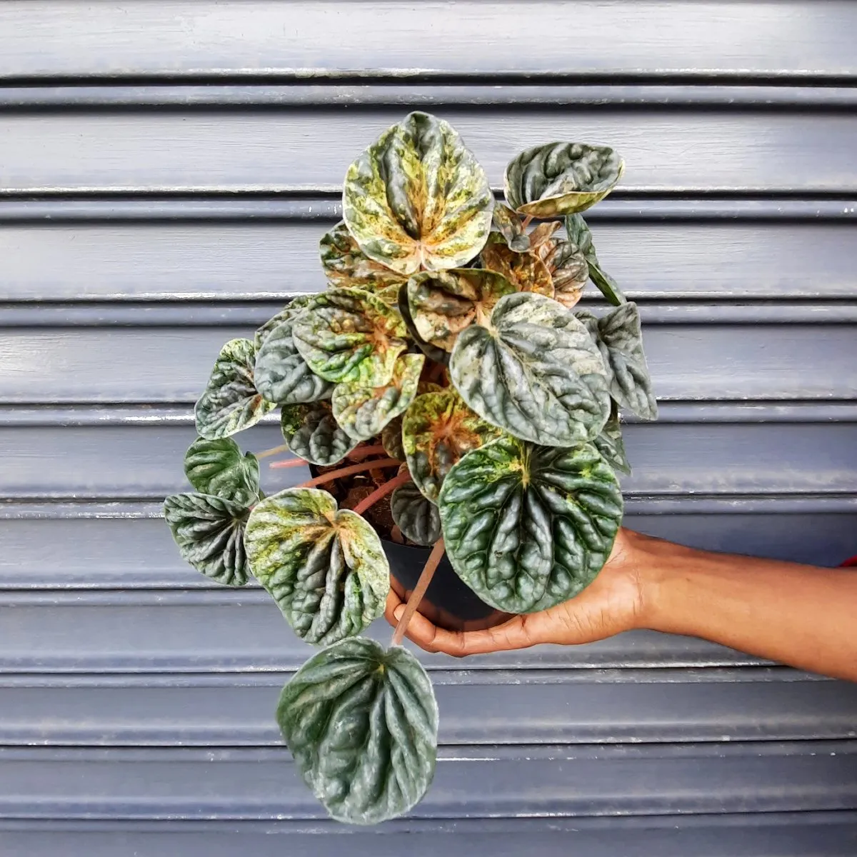 Emerald Ripple Peperomia