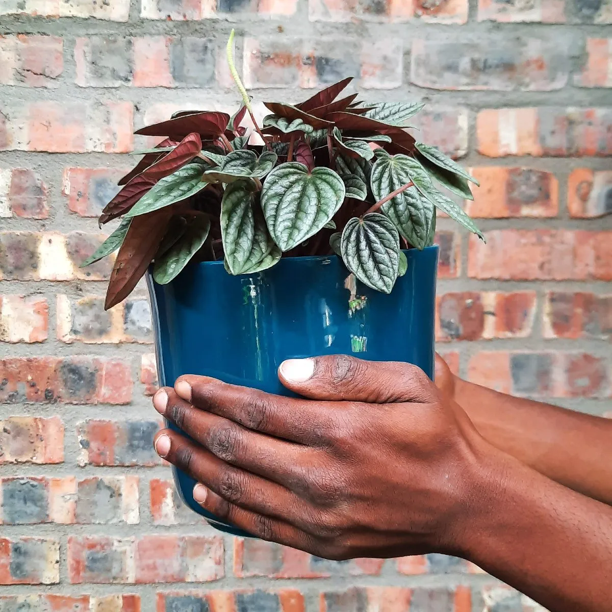 Emerald Ripple Peperomia