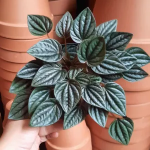 Emerald Ripple Peperomia