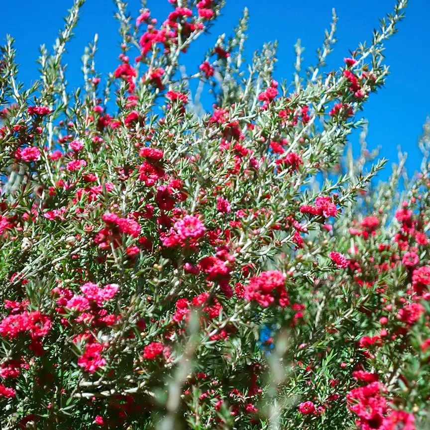 Manuka Essential Oil