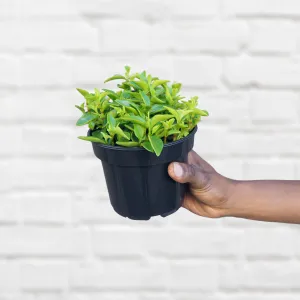Peperomia - Amigo Marcello