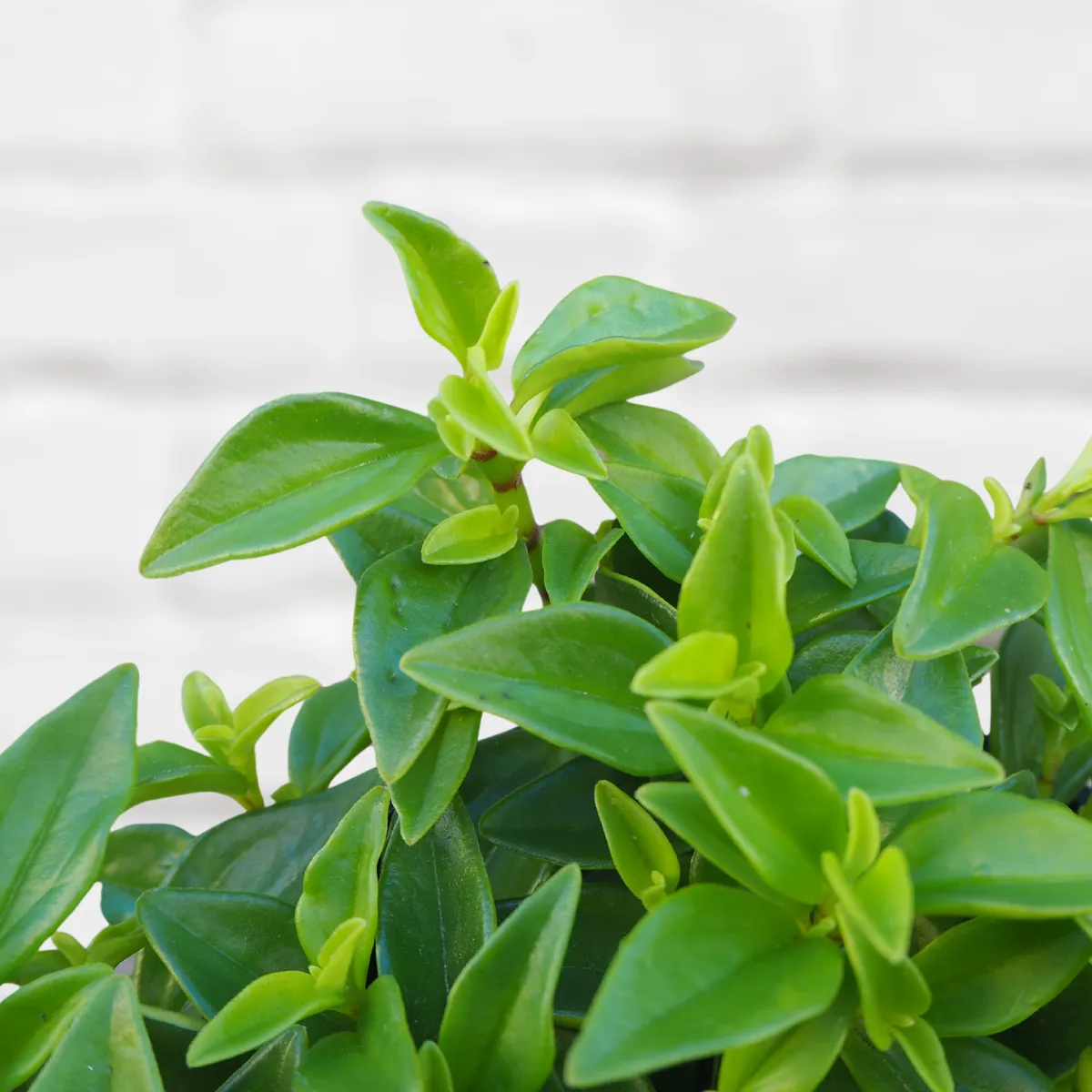 Peperomia - Amigo Marcello
