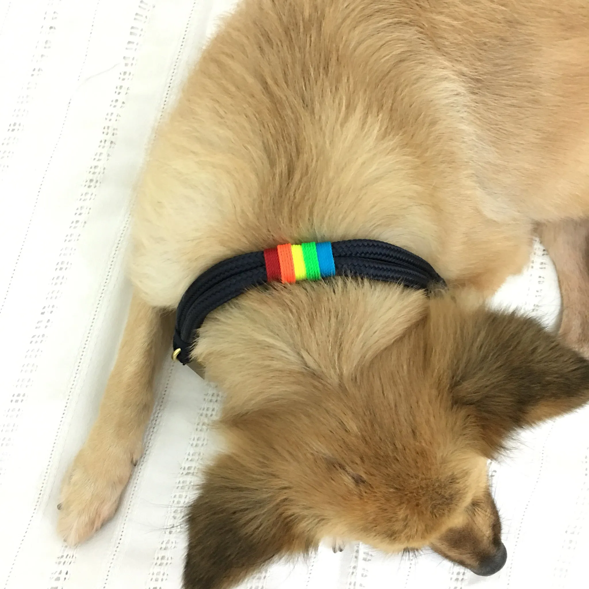 Rugged Hudson Leash: Rainbow on Navy