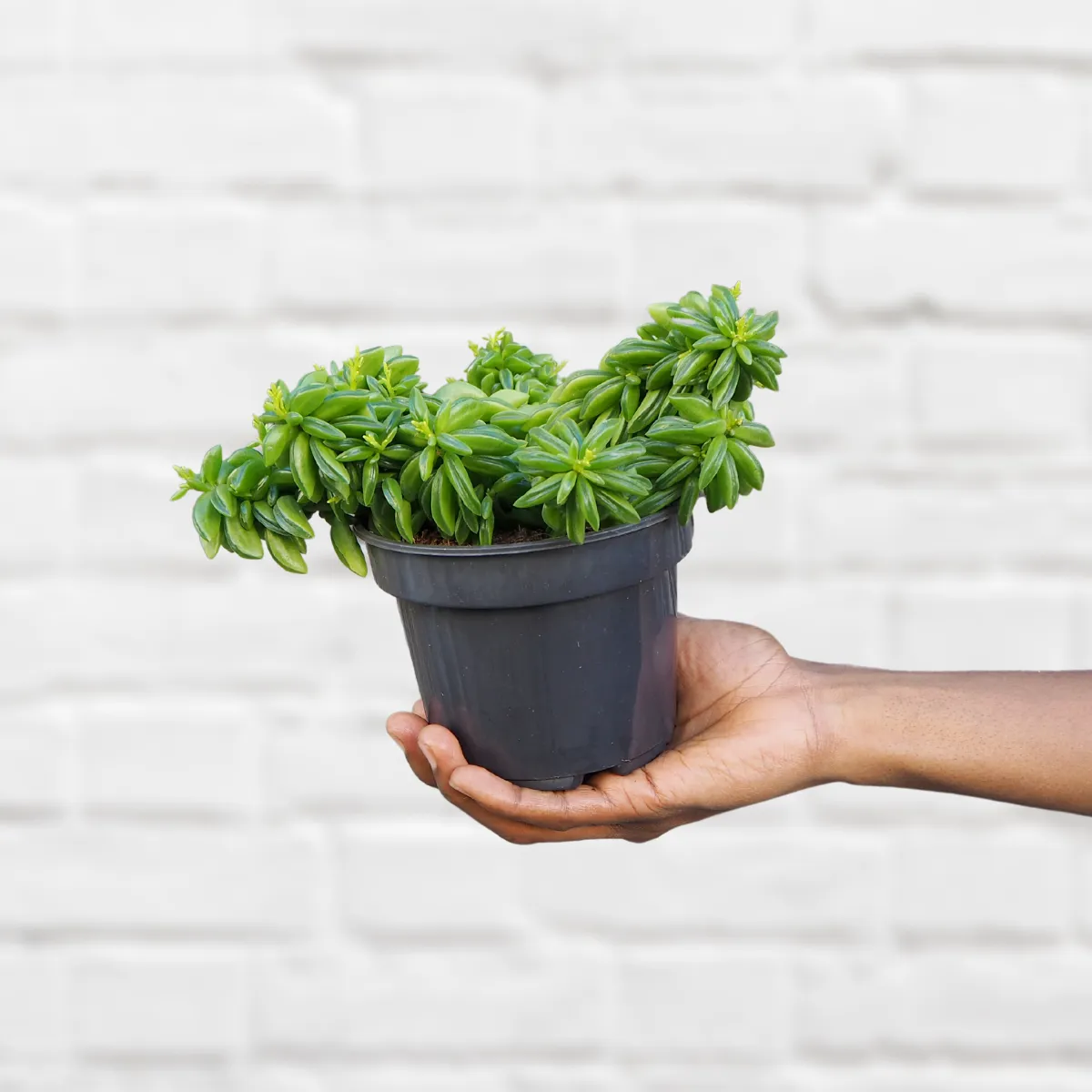 Taco Plant