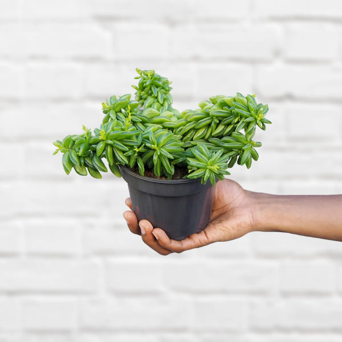 Taco Plant