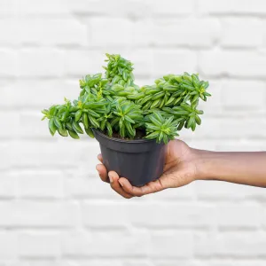 Taco Plant