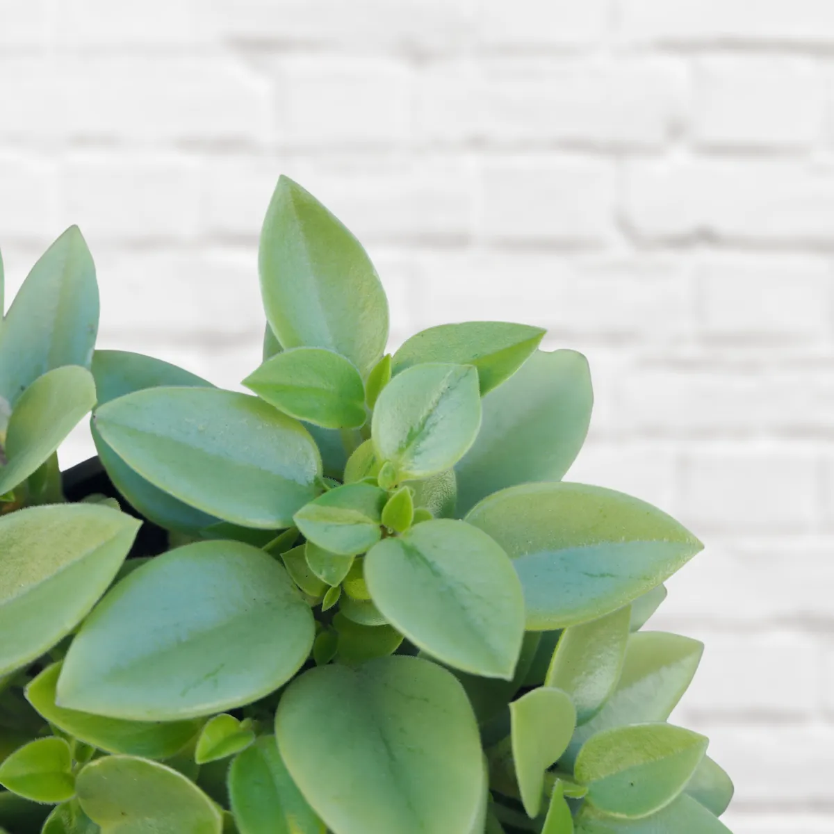 Teardrop Peperomia - Pixie Lime