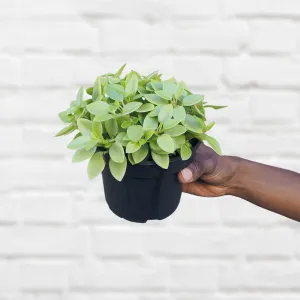 Teardrop Peperomia - Pixie Lime