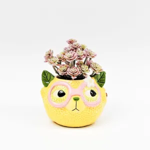 Urban Products Tropicana Cat Lemon Planter 9cm