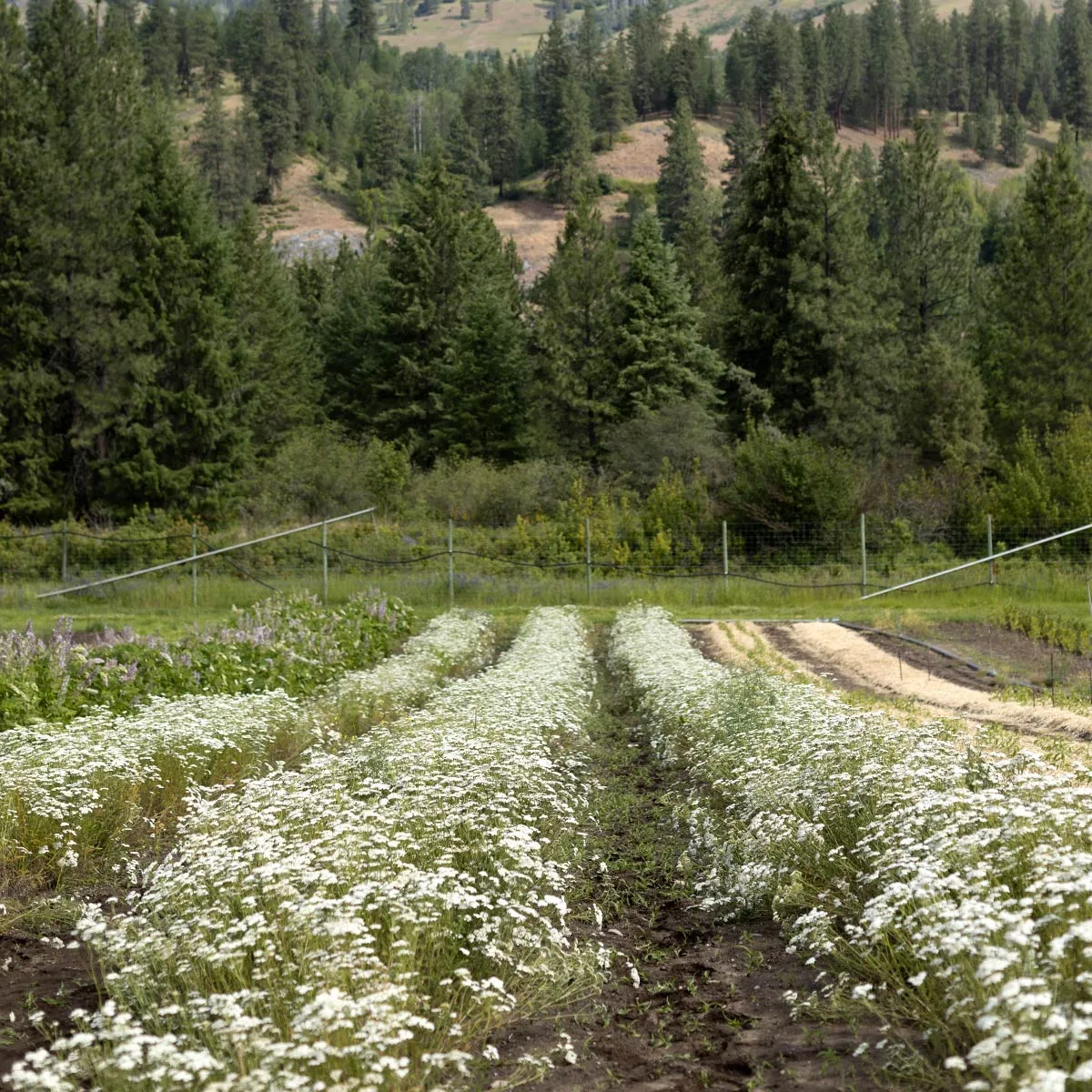Yarrow HydroSoul