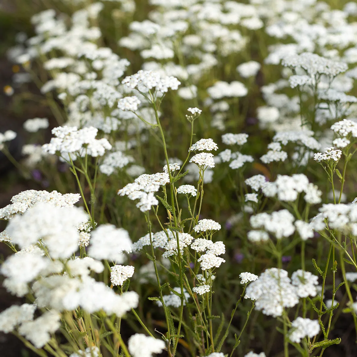 Yarrow HydroSoul